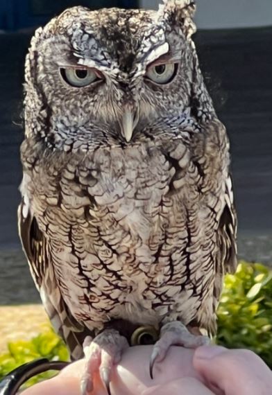 owl-0-0-0-0-1789663008.jpg